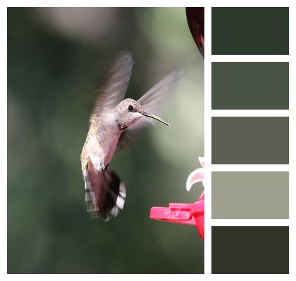 Flying Bird Hummingbird Bird Feeder Image